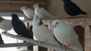 Голуби Гусь Хрустальный