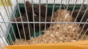 Полевые хомяки. История спасения.