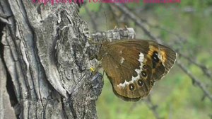 Төрөөбүт дойдубар