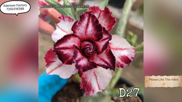 Buy Latest Varieties 2023 Of Adenium Plant || New Colours Of Adenium Plant ||