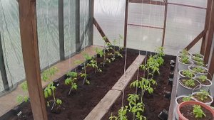 ПОСАДКА ТОМАТОВ И ОГУРЦОВ В ТЕПЛИЦУ/ ОГОРОДНЫЕ ДЕЛА/ ВИОЛА