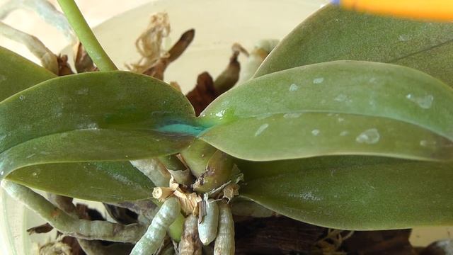 коричневая бактериальная гниль на листьях орхидеи. Обработка медным купоросом смотреть онлайн