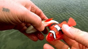 Underwater experiment: Fish eat baby Nemo. Pike attack fishing dead-bait with robot-toy inside.