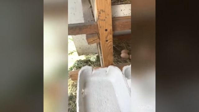 Отличная яйценоскость у обычных кур.