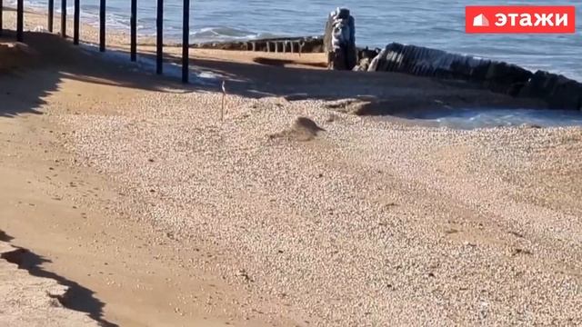 МОДУЛЬНЫЙ ДОМ У МОРЯ | УНИКАЛЬНОЕ ПРЕДЛОЖЕНИЕ | НЕДВИЖИМОСТЬ | КУПИТЬ ДОМ У МОРЯ