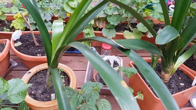 Clivia nobilis ? Bananowce, Irys, Arbuz kiepski...Iochroma, calla смотреть онлайн