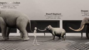 Evolution of Elephants in 3D - The fascinating from 60 million years ago.