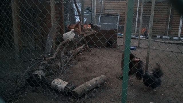 Бой петухов. Москва весенняя смотреть онлайн