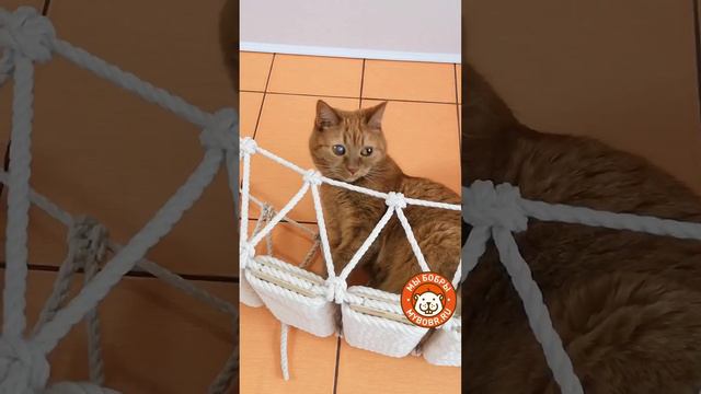 Наш котодром в приюте "Ника"