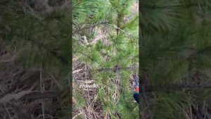 ФОРМИРОВАНИЕ СОСНЫ?