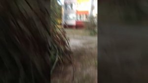 Племя ТУМБА ЮМБА