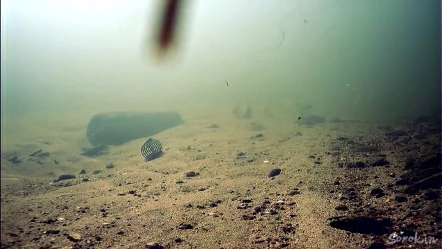 Речной Фидер под водой! Рыбалка и поклёвки рыбы