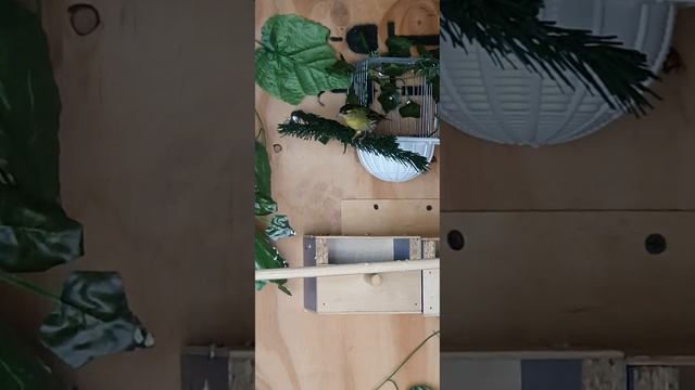 Гибрид Чижа×зелёной Канарейки, и другая птица смотреть онлайн