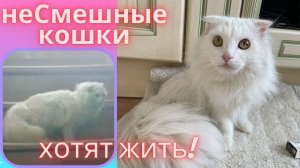 неСмешные кошки тоже хотят жить