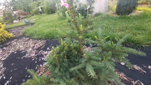 Хвойный сад и не только! Ели_часть7_Июль 2022!