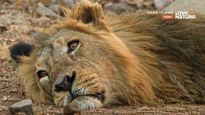 #ввс #мирживотных . Царь зверей