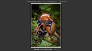 Tamron SP 70-300mm F/4-5.6 Di VC USD sample photos.mp4