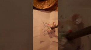 Выгнать мышей из дома