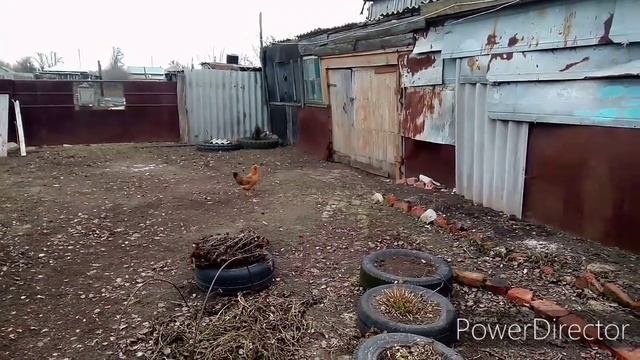 Дружба кота с курицей деревенские будни, петух или курица? смотреть онлайн