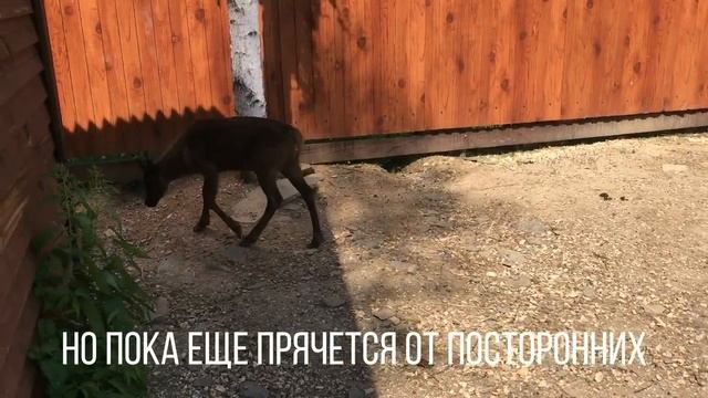 В зоопарке 