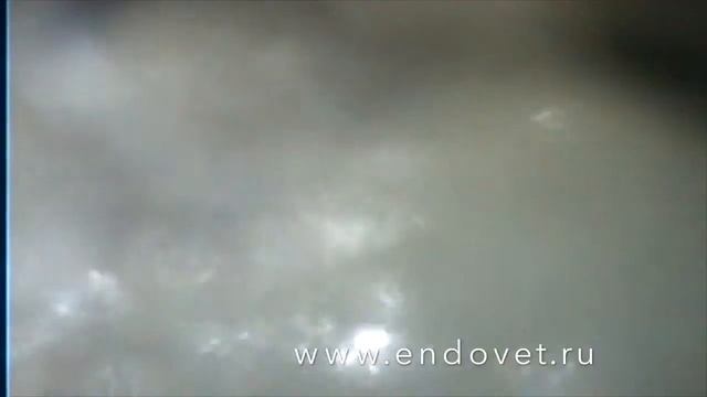 Гастрит у кошки эндоскопически (хрон) смотреть онлайн