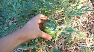 ВЫРАЩИВАНИЕ АРБУЗОВ БЕЗ ХИМИИ! ОТ СЕМЯН ДО ЯГОДЫ 14 КГ, ПОЛНАЯ, ПОЭТАПНАЯ ИНСТРУКЦИЯ