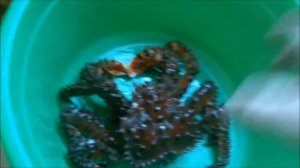 Королевский живой краб (готовим)