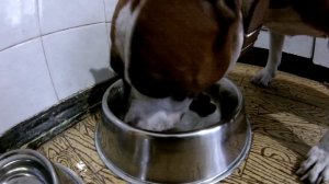 КОРМЛЕНИЕ СТАФФОРДА СУХИМ КОРМОМ