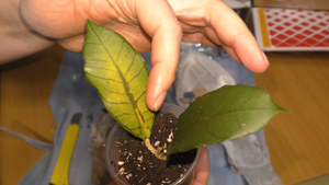 Распаковка НОВЫЕ ХОЙИ. Выведу ЦВЕТОЧНОГО ПРОДАВЦА на ЧИСТУЮ ВОДУ!