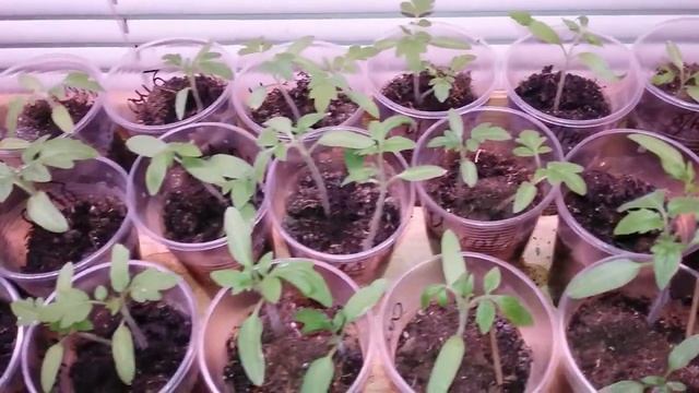 Выращивание рассады томатов. Идея предварительного закаливания семян. смотреть онлайн