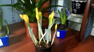 Крокусы уход в домашних условиях до и после цветения