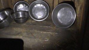 Куда пропадают миски?