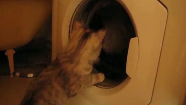 Котэ и стиралка