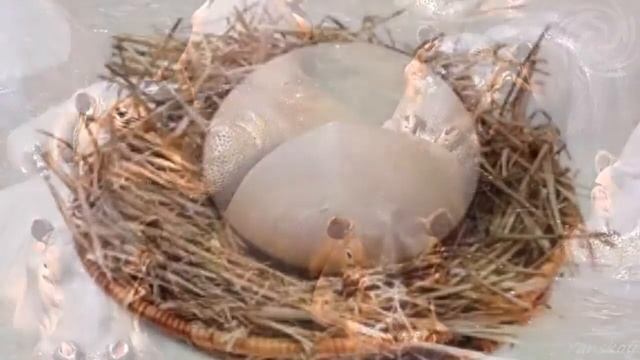 Учим польский вместе - "Зоопарк" смотреть онлайн