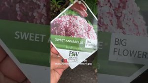 Гортензия древовидная (Hydrangea arborescens `Lime Rickey`) НОВИНКА 2019 HYDRANGEA  (R) 'SMNHARL'