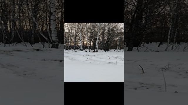 Мусор вывозят в лес