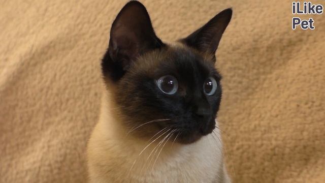 5 особенностей содержания меконгского бобтейла смотреть онлайн