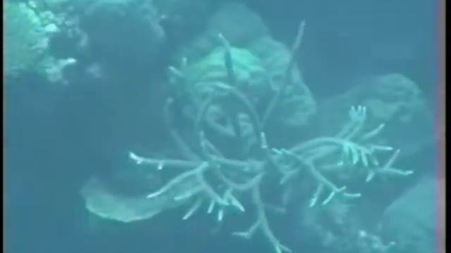 Great Barrier Reef смотреть онлайн