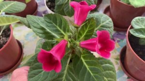 Моя Тидея из семян от ЮА 1, второй год.