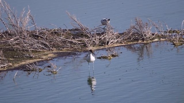 Шилоклювки смотреть онлайн