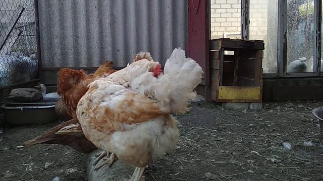Какое количество яиц подложить под наседку//Когда начнут вылупляются цыплята, индюшата, утята.