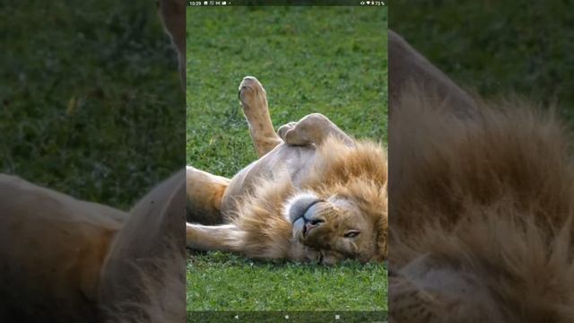 ЛЕВ - ЦАРЬ зверей - отдыхает смотреть онлайн