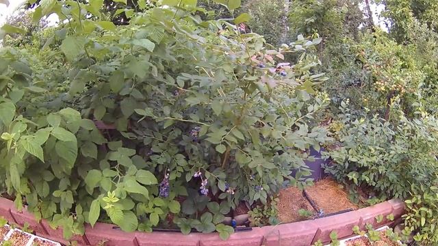 Голубика сорт Блю Кроп . Урожайность и краткое описание сорта . смотреть онлайн