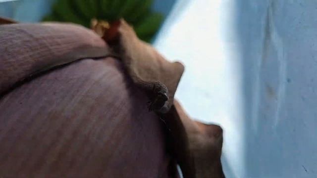 как растут бананы, банановые плантации, бананы на дереве, бананы в Турции, как выращивают бананы смотреть онлайн