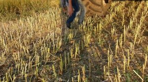 Выращивание горчицы белой. No - till 21.07.2017. Уборка горчицы белой.  Начало , часть 1