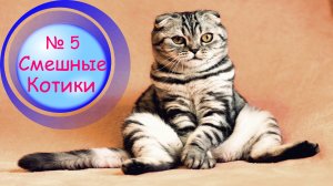 Котики Смешные?№5