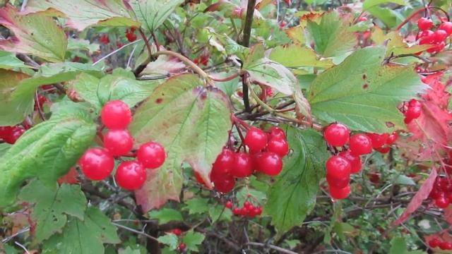 Калина посадка и уход смотреть онлайн