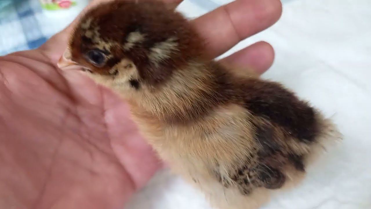 Кто не успел, тот НЕ ОПОЗДАЛ!) смотреть онлайн