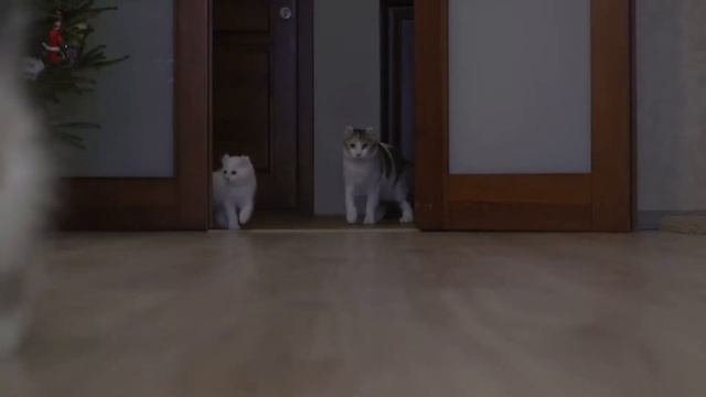 10 САМЫХ КРАСИВЫХ ПОРОД КОШЕК В МИРЕ смотреть онлайн