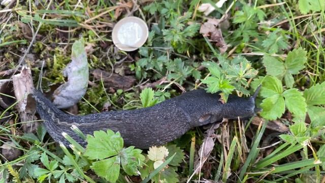 Slug and Boletus aereus :-( , July 1, 2021 смотреть онлайн